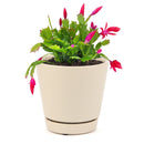 christmas cactus, thanksgiving cactus, how to care for a christmas cactus, thanksgiving cactus care, Christmas Cactus Thanksgiving Cactus for sale