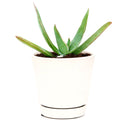 buy coral aloe vera striata live succulent 2 inch online, small rosette with coral-edged spineless smooth leaves in a plastic pot, grows slowly and reliably for many years with minimal care, hue shifts from cool blue-green to warm coral-pink with more sun, natural air purifier and drought tolerant gem, adorable desktop or shelf accent plant, perfect introductory succulent gift