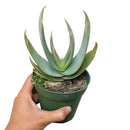 buy coral aloe vera striata live succulent 2 inch online, small rosette with coral-edged spineless smooth leaves in a plastic pot, grows slowly and reliably for many years with minimal care, hue shifts from cool blue-green to warm coral-pink with more sun, natural air purifier and drought tolerant gem, adorable desktop or shelf accent plant, perfect introductory succulent gift