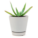 buy coral aloe vera striata live succulent 2 inch online, small rosette with coral-edged spineless smooth leaves in a plastic pot, grows slowly and reliably for many years with minimal care, hue shifts from cool blue-green to warm coral-pink with more sun, natural air purifier and drought tolerant gem, adorable desktop or shelf accent plant, perfect introductory succulent gift