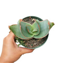 buy coral aloe vera striata live succulent 2 inch online, small rosette with coral-edged spineless smooth leaves in a plastic pot, grows slowly and reliably for many years with minimal care, hue shifts from cool blue-green to warm coral-pink with more sun, natural air purifier and drought tolerant gem, adorable desktop or shelf accent plant, perfect introductory succulent gift