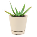 buy coral aloe vera striata live succulent 2 inch online, small rosette with coral-edged spineless smooth leaves in a plastic pot, grows slowly and reliably for many years with minimal care, hue shifts from cool blue-green to warm coral-pink with more sun, natural air purifier and drought tolerant gem, adorable desktop or shelf accent plant, perfect introductory succulent gift