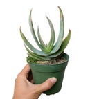 buy coral aloe vera striata live succulent 2 inch online, small rosette with coral-edged spineless smooth leaves in a plastic pot, grows slowly and reliably for many years with minimal care, hue shifts from cool blue-green to warm coral-pink with more sun, natural air purifier and drought tolerant gem, adorable desktop or shelf accent plant, perfect introductory succulent gift