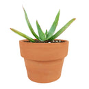 buy coral aloe vera striata live succulent 2 inch online, small rosette with coral-edged spineless smooth leaves in a plastic pot, grows slowly and reliably for many years with minimal care, hue shifts from cool blue-green to warm coral-pink with more sun, natural air purifier and drought tolerant gem, adorable desktop or shelf accent plant, perfect introductory succulent gift