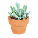 Cotyledon Orbiculata Var. Flanaganii