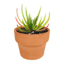 Crassula Devil’s Horns