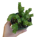 buy crassula green pagoda live succulent 2 inch online, slender upright stems densely covered in triangular leaf pairs, soft green hue with warm reddish margins, highly geometric and architectural form, slow-growing and low maintenance, a distinctive small-space display plant for a sunny desk or bright living room corner, a rare collector succulent gift for any occasion