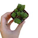 buy crassula green pagoda live succulent 2 inch online, slender upright stems densely covered in triangular leaf pairs, soft green hue with warm reddish margins, highly geometric and architectural form, slow-growing and low maintenance, a distinctive small-space display plant for a sunny desk or bright living room corner, a rare collector succulent gift for any occasion