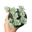 Buy an 8-pack of 4" live plants online. Choose eight plants of your choice to create a lush and diverse collection in 4" pots. Perfect for filling larger spaces, decorating your home or office, and growing your plant collection.