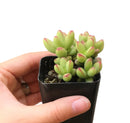 buy crassula nudicaulis var. herrei live succulent 2 inch online, chubby fleshy leaves with pink-tinged margins in bright sun, shrubby low-growing form with branching habit, south african native succulent variety, no frequent watering required, eye-catching windowsill statement plant, rare and unique succulent gift for plant enthusiasts