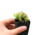 buy crassula nudicaulis var. herrei live succulent 2 inch online, chubby fleshy leaves with pink-tinged margins in bright sun, shrubby low-growing form with branching habit, south african native succulent variety, no frequent watering required, eye-catching windowsill statement plant, rare and unique succulent gift for plant enthusiasts
