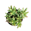 buy crassula nudicaulis var. herrei live succulent 2 inch online, chubby fleshy leaves with pink-tinged margins in bright sun, shrubby low-growing form with branching habit, south african native succulent variety, no frequent watering required, eye-catching windowsill statement plant, rare and unique succulent gift for plant enthusiasts