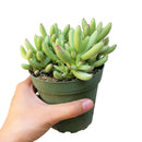 buy crassula nudicaulis var. herrei live succulent 2 inch online, chubby fleshy leaves with pink-tinged margins in bright sun, shrubby low-growing form with branching habit, south african native succulent variety, no frequent watering required, eye-catching windowsill statement plant, rare and unique succulent gift for plant enthusiasts