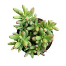 buy crassula nudicaulis var. herrei live succulent 2 inch online, chubby fleshy leaves with pink-tinged margins in bright sun, shrubby low-growing form with branching habit, south african native succulent variety, no frequent watering required, eye-catching windowsill statement plant, rare and unique succulent gift for plant enthusiasts