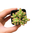 buy crassula nudicaulis var. herrei live succulent 2 inch online, chubby fleshy leaves with pink-tinged margins in bright sun, shrubby low-growing form with branching habit, south african native succulent variety, no frequent watering required, eye-catching windowsill statement plant, rare and unique succulent gift for plant enthusiasts