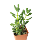 buy crassula congesta green beans live succulent 2 inch online, displaying tightly clustered velvety oval leaves on a compact single stem, green to gray-green foliage with a sculptural architectural form, thrives in bright light with minimal watering, an adorable and easy-care succulent gift for any occasion