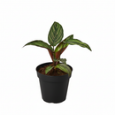 6" pot calathea beauty star live houseplant for sale, lush tropical foliage plant with neon pinstripe leaf pattern in pink silver and green, sturdy upright clumping growth reaching up to 2 feet, sensitive to direct sun and loves consistent moisture and humidity, air-purifying prayer plant for bright indirect light spots, stunning display plant for floors or plant stands, elegant and bold gift for plant enthusiasts