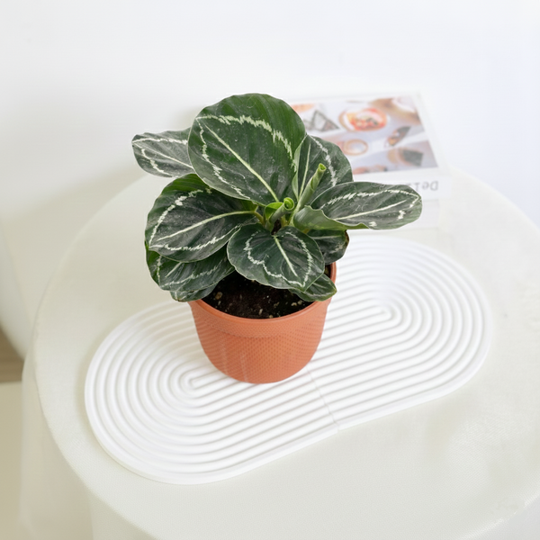 Calathea Green Goddess - Pet-friendly, Low-light Tolerant Indoor