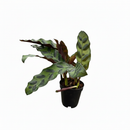 caring for rattlesnake plant, calathea lancifolia rattlesnake, care for rattlesnake plant, large rattlesnake plant, how often to water rattlesnake plant, calathea rattlesnake lancifolia, rattlesnake plant for sale, lancifolia calathea
