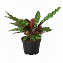 caring for rattlesnake plant, calathea lancifolia rattlesnake, care for rattlesnake plant, large rattlesnake plant, how often to water rattlesnake plant, calathea rattlesnake lancifolia, rattlesnake plant for sale, lancifolia calathea