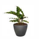 caring for rattlesnake plant, calathea lancifolia rattlesnake, care for rattlesnake plant, large rattlesnake plant, how often to water rattlesnake plant, calathea rattlesnake lancifolia, rattlesnake plant for sale, lancifolia calathea