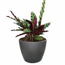 caring for rattlesnake plant, calathea lancifolia rattlesnake, care for rattlesnake plant, large rattlesnake plant, how often to water rattlesnake plant, calathea rattlesnake lancifolia, rattlesnake plant for sale, lancifolia calathea