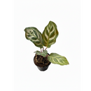 6" pot calathea 'makoyana' peacock live houseplant for sale, impressive full clumping tropical specimen, large papery oval leaves with intricate hand-painted peacock feather markings, deep red-purple leaf reverses, air-purifying humidity-loving evergreen, bold floor-level bohemian accent plant, unforgettable plant gift for any home