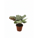 6" pot calathea 'makoyana' peacock live houseplant for sale, impressive full clumping tropical specimen, large papery oval leaves with intricate hand-painted peacock feather markings, deep red-purple leaf reverses, air-purifying humidity-loving evergreen, bold floor-level bohemian accent plant, unforgettable plant gift for any home
