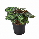 6" pot calathea 'makoyana' peacock live houseplant for sale, impressive full clumping tropical specimen, large papery oval leaves with intricate hand-painted peacock feather markings, deep red-purple leaf reverses, air-purifying humidity-loving evergreen, bold floor-level bohemian accent plant, unforgettable plant gift for any home