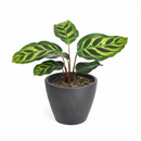 6" pot calathea 'makoyana' peacock live houseplant for sale, impressive full clumping tropical specimen, large papery oval leaves with intricate hand-painted peacock feather markings, deep red-purple leaf reverses, air-purifying humidity-loving evergreen, bold floor-level bohemian accent plant, unforgettable plant gift for any home