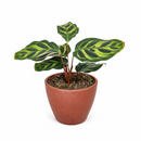 6" pot calathea 'makoyana' peacock live houseplant for sale, impressive full clumping tropical specimen, large papery oval leaves with intricate hand-painted peacock feather markings, deep red-purple leaf reverses, air-purifying humidity-loving evergreen, bold floor-level bohemian accent plant, unforgettable plant gift for any home