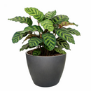 6" pot calathea 'makoyana' peacock live houseplant for sale, impressive full clumping tropical specimen, large papery oval leaves with intricate hand-painted peacock feather markings, deep red-purple leaf reverses, air-purifying humidity-loving evergreen, bold floor-level bohemian accent plant, unforgettable plant gift for any home