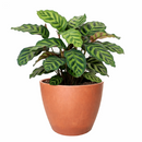 6" pot calathea 'makoyana' peacock live houseplant for sale, impressive full clumping tropical specimen, large papery oval leaves with intricate hand-painted peacock feather markings, deep red-purple leaf reverses, air-purifying humidity-loving evergreen, bold floor-level bohemian accent plant, unforgettable plant gift for any home