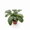 6 inch Calathea 'Musaica', large indoor plants, 6 inch tropical houseplants, xmas gifts 2025, decorative plants