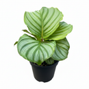 buy calathea 'orbifolia' live houseplant 4" pot online, glossy oversized round leaves with pale silver ribbing, pet friendly and non-toxic to cats and dogs, slow-growing statement plant with tropical character, consistent moisture and humidity needs, a show-stopping centerpiece for boho or contemporary interiors, thoughtful and long-lasting gift for any plant parent