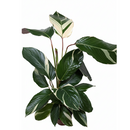 buy calathea 'princess dalya' live houseplant 6" pot online, striking multicolored foliage in vivid green, pink, cream, and purple tones, feathered wide-leaf appearance with unique marbled patterning on every leaf, compact bushy tropical houseplant thriving in indirect light and high humidity, a rare collector variety that elevates any indoor jungle aesthetic, perfect as a gift for someone who loves extraordinary foliage plants