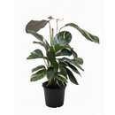 buy calathea 'princess dalya' live houseplant 6" pot online, striking multicolored foliage in vivid green, pink, cream, and purple tones, feathered wide-leaf appearance with unique marbled patterning on every leaf, compact bushy tropical houseplant thriving in indirect light and high humidity, a rare collector variety that elevates any indoor jungle aesthetic, perfect as a gift for someone who loves extraordinary foliage plants