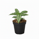 6 inch Calathea Vittata, tropical houseplants, live indoor plants for sale, buy live plants online, plant shops in ca