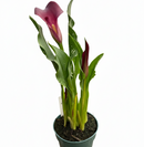 4 inch purple flowering houseplants, 4 inch purple calla lily, decorative live plants, plants for weđing decoration