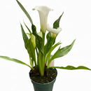 4 inch purple flowering houseplants, 4 inch purple calla lily, decorative live plants, plants for weđing decoration