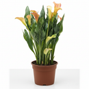 4 inch purple flowering houseplants, 4 inch purple calla lily, decorative live plants, plants for weđing decoration