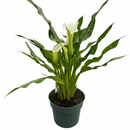 4 inch purple flowering houseplants, 4 inch purple calla lily, decorative live plants, plants for weđing decoration
