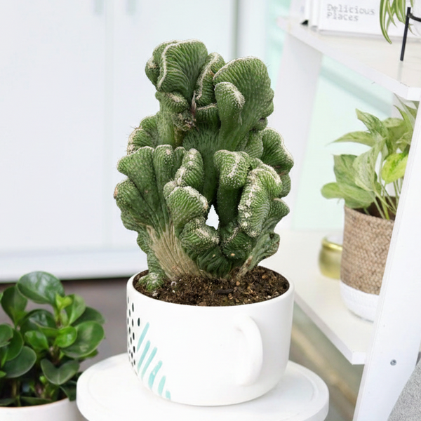 Cereus Coral Green Cactus - Live Unusual, Coral-like Cactus For Sale