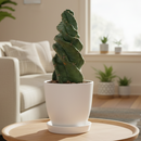 buy cereus forbesii 'spiralis' cactus live cactus 4" pot online, spiraling ribbed stem in vivid blue-green, corkscrew twist visible from base to tip, sharp radiating spines, easy care and non-toxic to pets, sculptural desert-style home decor accent, unforgettable gift for succulent and cactus lovers