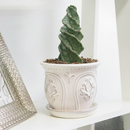 buy cereus forbesii 'spiralis' cactus live cactus 4" pot online, spiraling ribbed stem in vivid blue-green, corkscrew twist visible from base to tip, sharp radiating spines, easy care and non-toxic to pets, sculptural desert-style home decor accent, unforgettable gift for succulent and cactus lovers