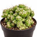 Cereus repandus 'Petra' Cactus