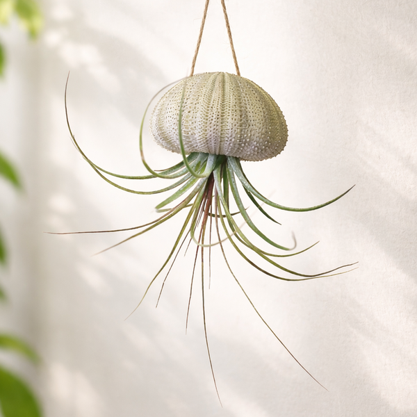 ac moore hanging plants Hanging Urchin with Air Plant