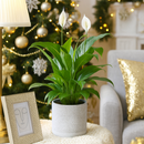 buy spathiphyllum 'peace lily' 6 inch live houseplant 6" pot online, broad shiny deep green leaves with pronounced midrib, multiple white spathe flowers in bloom, dense upright clumping growth, easy care beginner friendly houseplant, a timeless and elegant addition to any indoor tropical plant collection, a cherished gift for plant enthusiasts