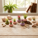Purple Urchin with Assorted Tillandsia Air Plant for sale, decorative office desk air plant, trendy boho beach decor, ornamental tropical tillandsia arrangement, compact indoor greenery display, creative shell plant decor, easy care air plant arrangement