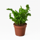 4" pot fern 'emina' live houseplant for sale, striking crinkled curly frond detail, lush light green upright form, air purifying moisture releasing tropical fern, easy care for humidity rich spaces like bathrooms and kitchens, stunning statement piece in hanging baskets or on pedestals, a cherished gift for fern lovers and home decorators